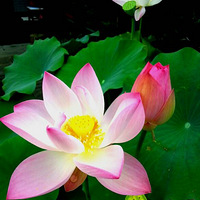 ������-ӽ��