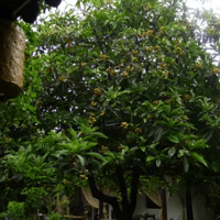 ����ׯ������һ��ͥԺ