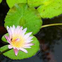 ��˯����