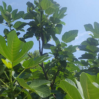 �Լҵ��޻�����԰����ɽ������������Ͼ�Ҫ��������