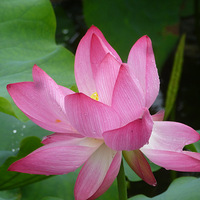 �ɻ�Ʈ�����