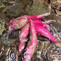 ��͵�ɽˮ���ɾͽ�������ʳ��