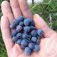 ���ױ������ԭ