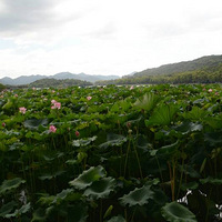 ������Ҷ�����