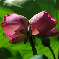 ��Ϫ�q��԰���غ����ͺ�