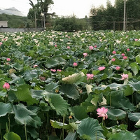 2017�ͺɻ������������߱����