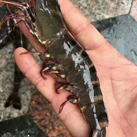 ���غͰ��ƴ�ڽ�Ϻ����������