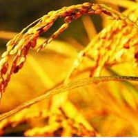 �����һ�������⼸����