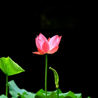 �ɻ�  ����