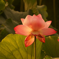 ��ɽ�ֺ���