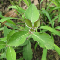 ������ҩ���Ǻû��ѣ�������ˮ��̵ֹ��