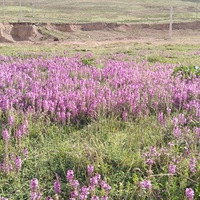 2017�Լ�̽����ެ�ŵ���������������ʣ��ϣ�