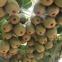 ����Ȼ����⨺���