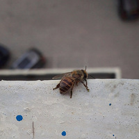 һֻ�۷��ҹ�ޣ�ͼ�ģ�