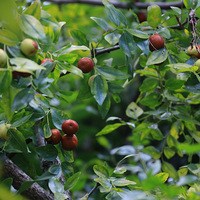 ԭ�������������ι������԰����ô����