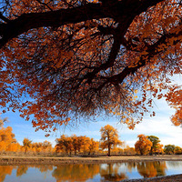 ʮһ�������,Լ����