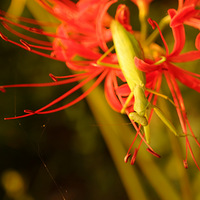 ���ӻ���