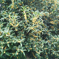 ���Ƕ��ǹ���