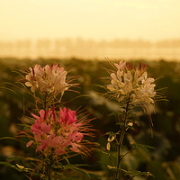 ������糿����