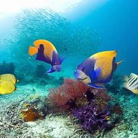 �ο�������Ϊ����ν����רҵ���������Ǻ�����ҵ����������