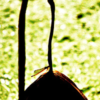 ����ʰ��