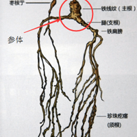 ������ѡ����ǧ���ϲΣ���֪����ô����