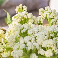 ���߿��˰���������ô��