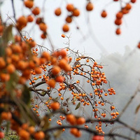 10.22��ǧ���ƹٵ����Ͷ�ƺ�Ŵ���ɫ��Ʒ�������