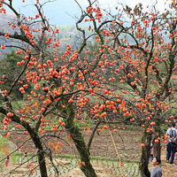 10.22����ǧ���ƹٹŵ� �Ͷ�ƺ�Ŵ���ɫ��ժ�������