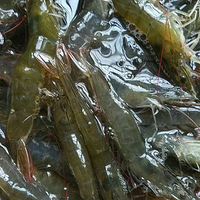 ���궼�Ե���ζ����ɶ�Ϻ�������ޣ���