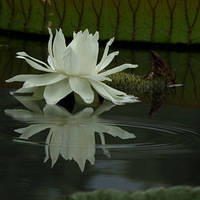 ������Ʒ--����