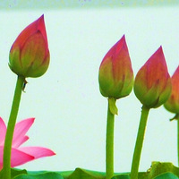 �ɻ������ټ�