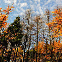 ����ȾĪ��ɽ���ŵ���?11.12�� �����ν��� ���߽�����