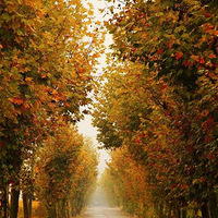 ����������ɫ ���Ϲŵ�