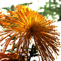 ��ׯ�ջ���