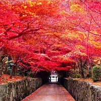 12�³����ȥ�Ͼ���ϼɽ����Ҷ?��