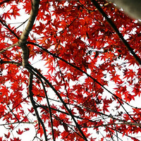 ˪Ҷ�� ��Ҷ��