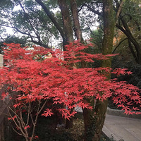 ˪Ҷ���ڶ��»�