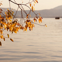 ֲ��԰��ʱ��