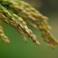 �������ˮ��