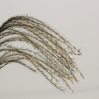 �ຼƿҤ�����ݵ���«��