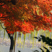 ��ɽ���غ�