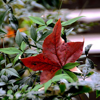 ��ɽ����ɭ�ֹ�԰