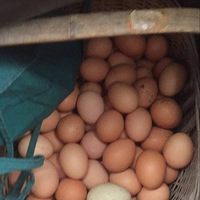 �Լҵ���ũ����ֳ�ļ�Ѽ���㣬��ӭ��λ����ǰ���ɹ�