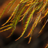 ����������غ�ɫˮɼ��