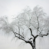 ������&ѩ��