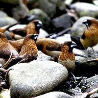 ����װ��Ư��