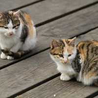 �ߵ���  �ĵ���