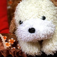 ũ��С��  ף���ѿ�����ֹ�����