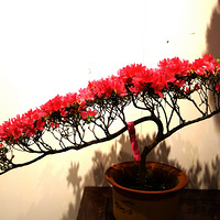 ����ϲϲ������